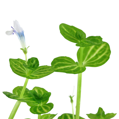 TROPICA POTTED PLANT LINDERNIA ROTUNDIFOLIA