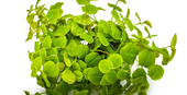 TROPICA 1-2-GROW! PHYL. FLUITANS