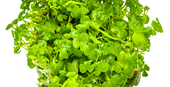 TROPICA 1-2-GROW! HYDROCOTYLE TRIPARTITA