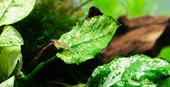 TROPICA POTTED PLANT ANUBIAS BARTERI VAR. NANA ’PINTO’