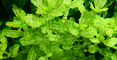 TROPICA POTTED PLANT SHINNERSIA RIVULARIS