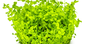 TROPICA 1-2-GROW! MICRAN. TWEEDIEI 'MONTE CARLO'