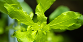 TROPICA POTTED LUDWIGIA PALUSTRIS 'GREEN'