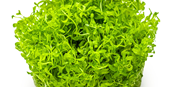TROPICA 1-2-GROW! MICRAN. GLOMERATUM