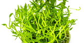 TROPICA 1-2-GROW! RANUNCULUS INUNDATUS