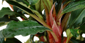 TROPICA POTTED BUCE. 'RED'
