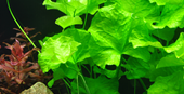 TROPICA POTTED NYMPH. HYDRO. 'TAIWAN'