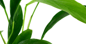 TROPICA ANUBIAS BARTERI GLABRA