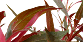 TROPICA XL ALTERNANTHERA REINECKII 'PINK'