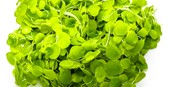 TROPICA 1-2-GROW! SPIRO. POLYRRHIZA
