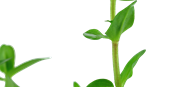 TROPICA MINI POT BACOPA CAROLINIANA