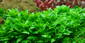 Tropica Potted Staurogyne Repens