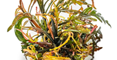TROPICA 1-2-GROW! HYGROPHILA PINNATIFIDA