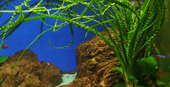 TROPICA CRINUM CALAMISTRATUM