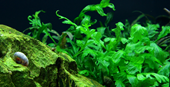 TROPICA POTTED BOLBITIS HEUDELOTII