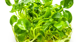 TROPICA 1-2-GROW! SCHISM. PRIETOI