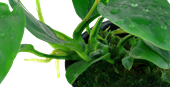TROPICA PLANT PACK ANUBIAS BARTERI VAR. NANA