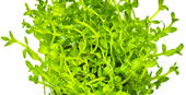 TROPICA 1-2-GROW! BACOPA CAROLINIANA