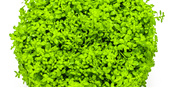 TROPICA 1-2-GROW! M. CALLITRICHOIDES 'CUBA'