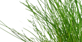 TROPICA POTTED ELEOCHARIS PARVULA