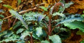 TROPICA POTTED BUCE. 'KEDAGANG'