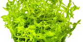 TROPICA 1-2-GROW! GRATIOLA VISCIDULA