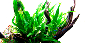 TROPICA POTTED MICROSORUM PTEROPUS