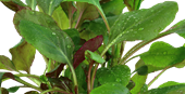 TROPICA PLANT PACK LOBELIA CARDINALIS