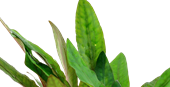 TROPICA POT CRYPT. 'PETCHII'
