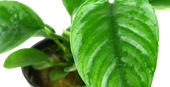 TROPICA POTTED ANUBIAS BARTERI CALADIIFOLIA