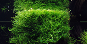 TROPICA PORTION TAXIPHYLLUM SP. 'SPIKY MOSS'