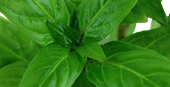TROPICA PLANT PACK STAUROGYNE REPENS