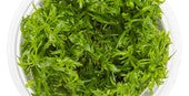 TROPICA 1-2-GROW! LIMNO. AQUATICA