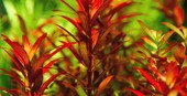TROPICA 1-2-GROW! ROTALA ROT. 'BLOOD RED'