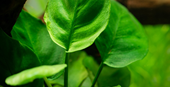 TROPICA POTTED ANUBIAS BARTERI 'COIN LEAF'