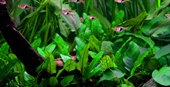TROPICA POTTED CRYPT. WENDTII 'GREEN'