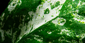 TROPICA POTTED PLANT ANUBIAS BARTERI VAR. NANA ’PINTO’