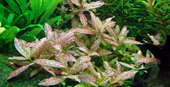 TROPICA HYGRO. 'ROSANERVIG'