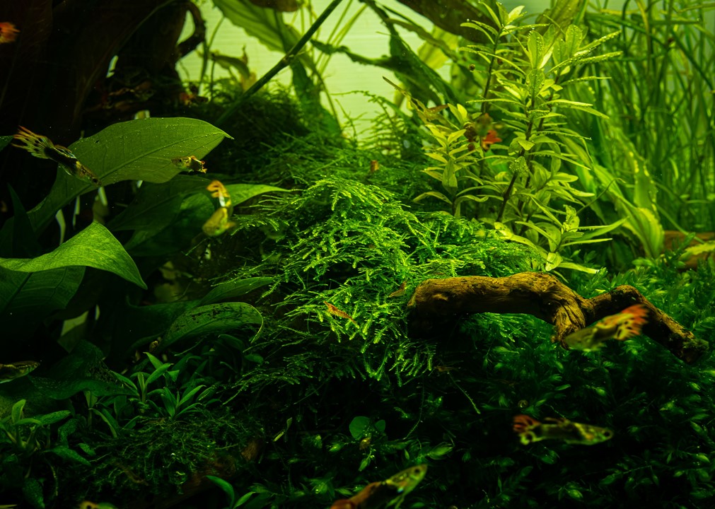 Tropica 1-2-Grow! Taiwan Moss