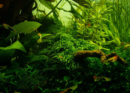 Tropica 1-2-Grow! Taiwan Moss