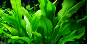 TROPICA POTTED ECHIN. 'BLEHERAE'