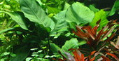TROPICA POTTED ANUBIAS BARTERI CALADIIFOLIA
