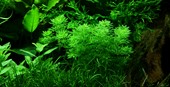 TROPICA PLANT PACK LIMNOPHILA SESSILIFLORA