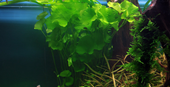TROPICA POTTED NYMPH. HYDRO. 'TAIWAN'