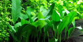 TROPICA ANUBIAS BARTERI GLABRA