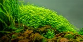 TROPICA 1-2-GROW! HYDROCOTYLE TRIPARTITA