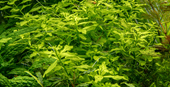 TROPICA POTTED LUDWIGIA PALUSTRIS 'GREEN'