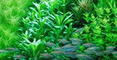TROPICA POTTED LOBELIA CARDINALIS