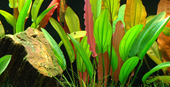 TROPICA POTTED ECHIN. 'RED DIAMOND'
