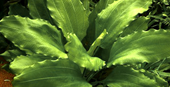 TROPICA POTTED ECHIN. 'AQUARTICA'